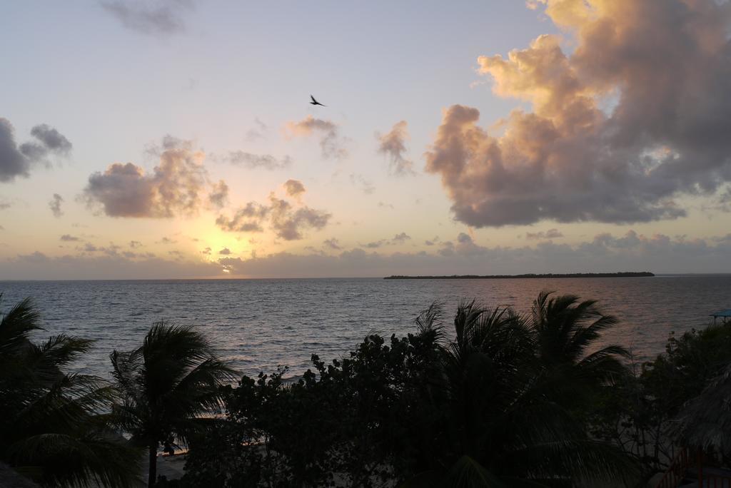 Green Parrot Beach Houses And Resort Placencia Extérieur photo